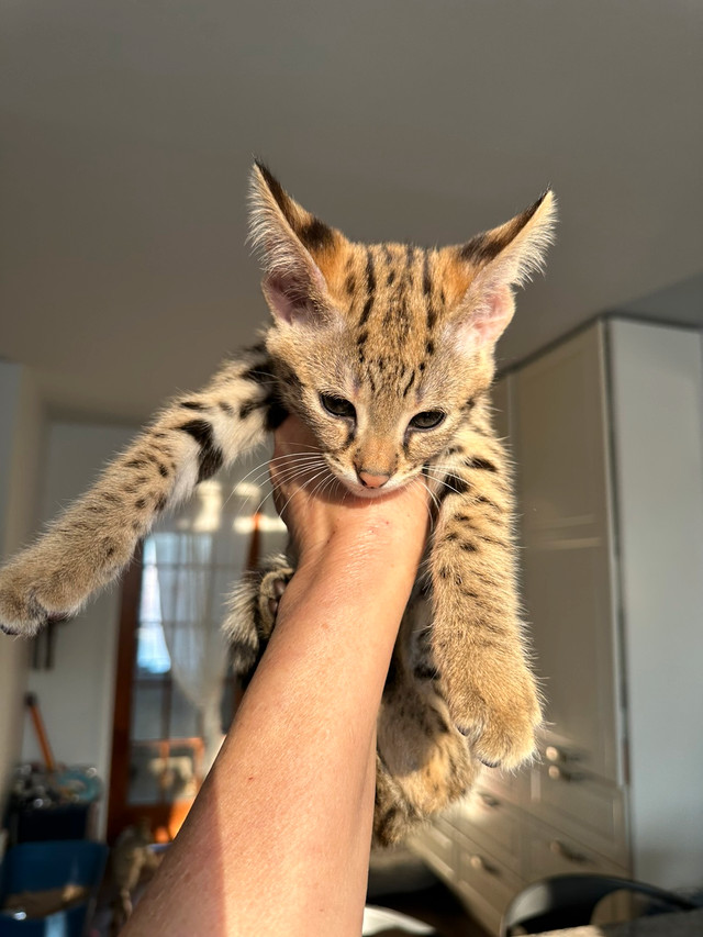 Savannah F1 Chats Et Chatons A Adopter Ville De Quebec Kijiji