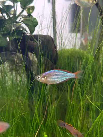 Juvenile dwarf neon rainbow fish -male, View more