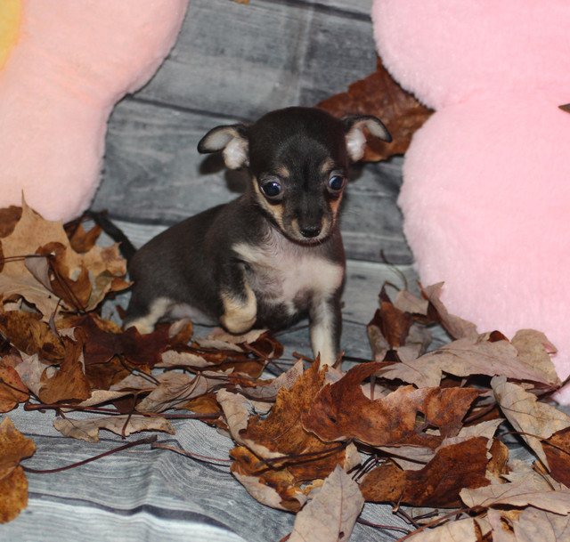 Chihuahua❤femelle mini ❤️Protection100% .Garantie. ★★★ dans Chiens et chiots à adopter  à Laval/Rive Nord - Image 2