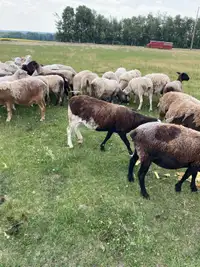 Suffolk dorper cross ewes