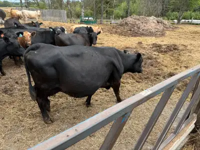 Black Angus Cow, View more