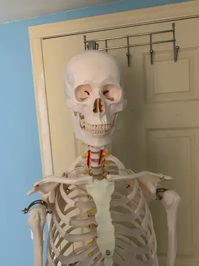 Full size anatomy Skeleton 