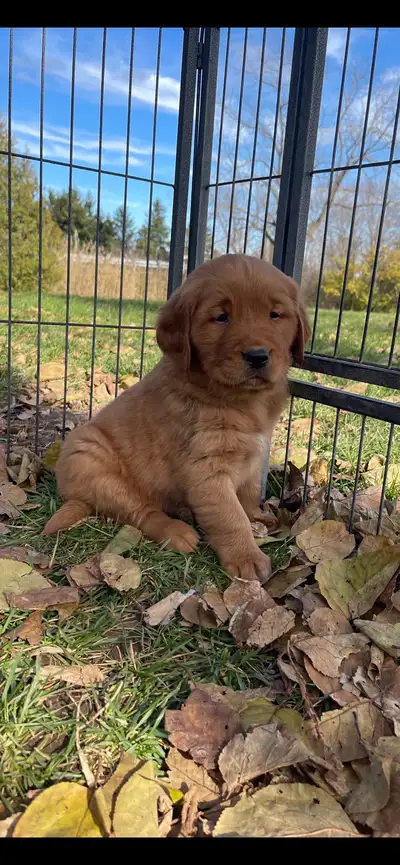 ** CHECK OUT OUR INSTAGRAM FOR MORE PHOTOS & VIDEOS! @koops_kennel ** Purebred, dark red family rais...