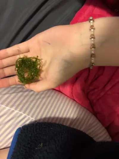 This lush java moss is perfect for adding a vibrant, natural touch to your aquarium. The moss is in...