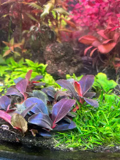 Bucephalandra Helena Aquarium Plants, View more