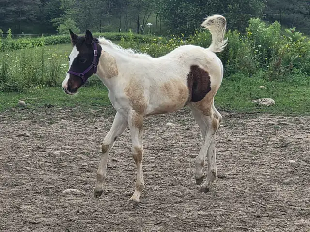 A Beautiful Bay/White APHA Filly in Horses & Ponies for Rehoming in Owen Sound - Image 9