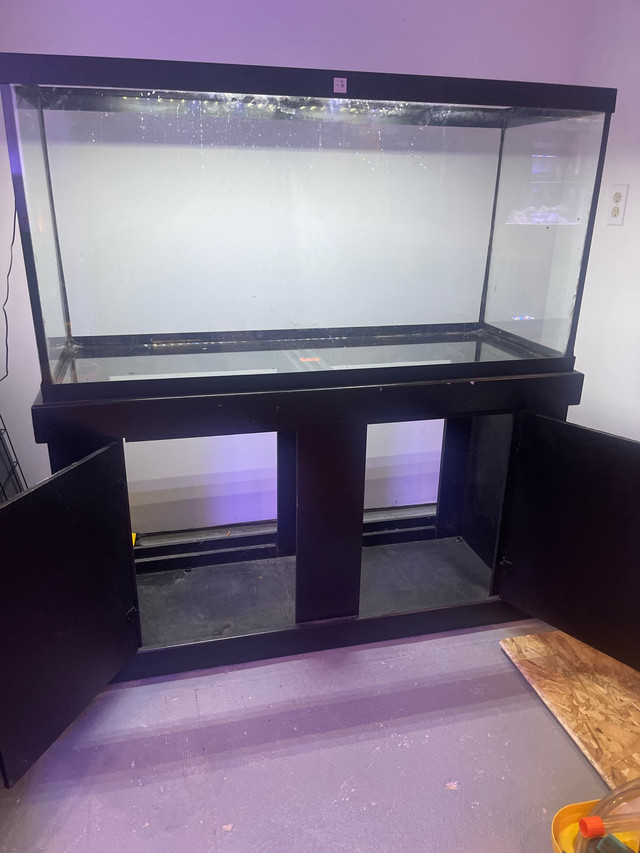 Fish tank 90g Fish for Rehoming Winnipeg Kijiji