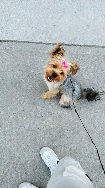Female Yorkshire Terrier, View more