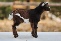 Registered Nigerian dwarf 