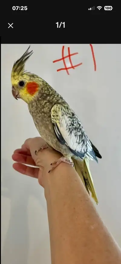 Cockatiel nourris à la main, View more