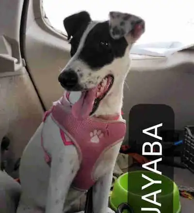 Guyaba mexi mix female, View more