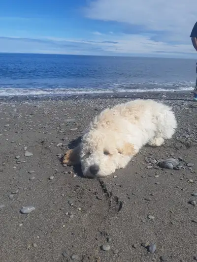 Chiot caniche royal Golden doodle, View more