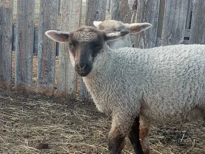 Suffolk x Canadian Arcott Ewe Lambs, View more