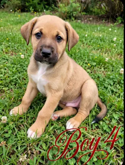 Unique Cane Corso x Mini Aussie Puppies – Ready in 1 Week!, View more