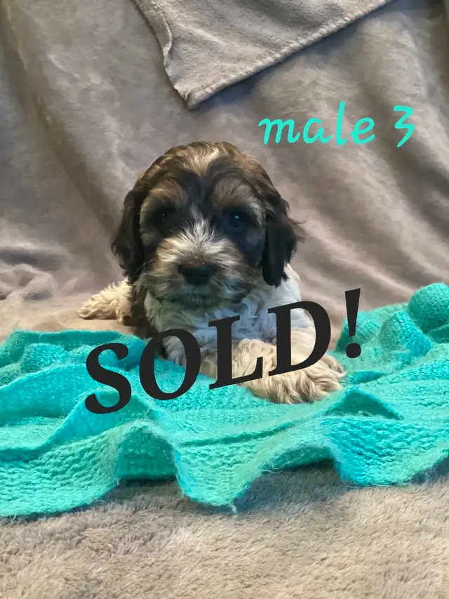 Cockapoo puppies for sale! in Dogs & Puppies for Rehoming in Burns Lake - Image 7
