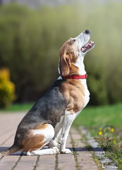 A Handsome Male Beagle Cross, View more