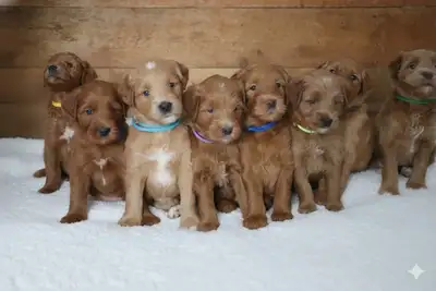 Friday & Teddy welcomed a beautiful litter of 8 Goldendoodle puppies on November 19, 2025! This litt...