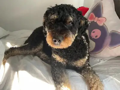Happy Pets While You’re Away! Need a loving sitter for your dog or cat? I’m here to help — with kind...