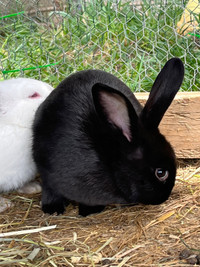 2 Flemish/New Zealand male rabbits 