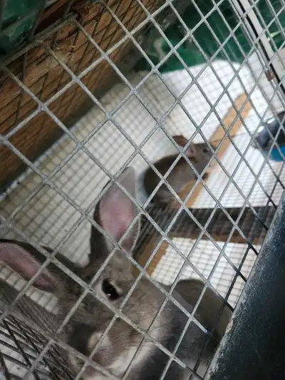 3 adult bucks 18 7 week old kits $30 each. Discount if you buy multiple. Please text 5195911824 for...