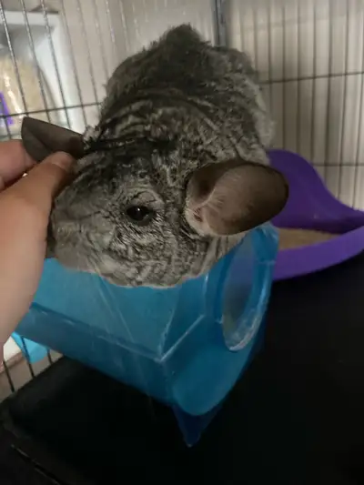 Chinchilla, View more