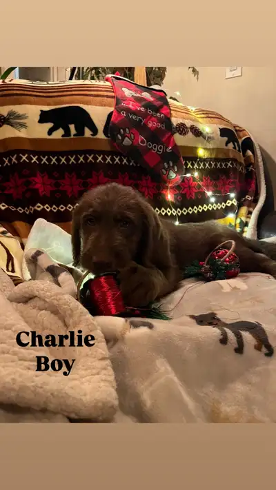 ♥️♥️Adorable and Smart Labradoodles Ready for Christmas♥️♥️, View more