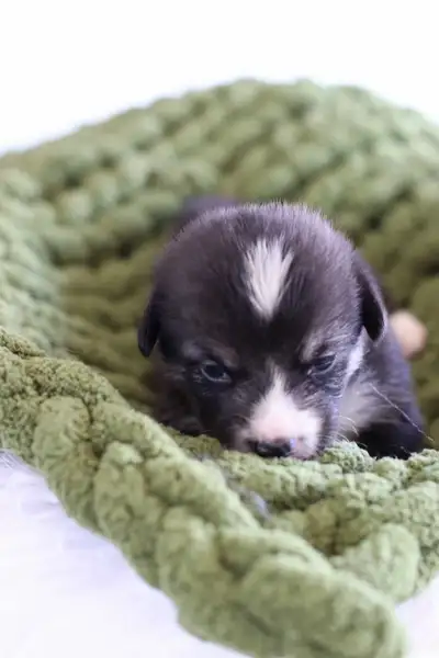 Ckc Pembroke Welsh Corgi puppies, View more