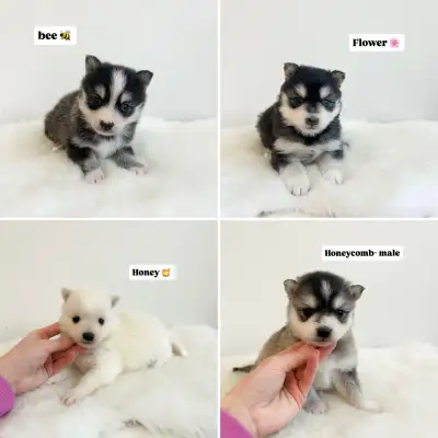 Mini Pomsky Puppies!, View more