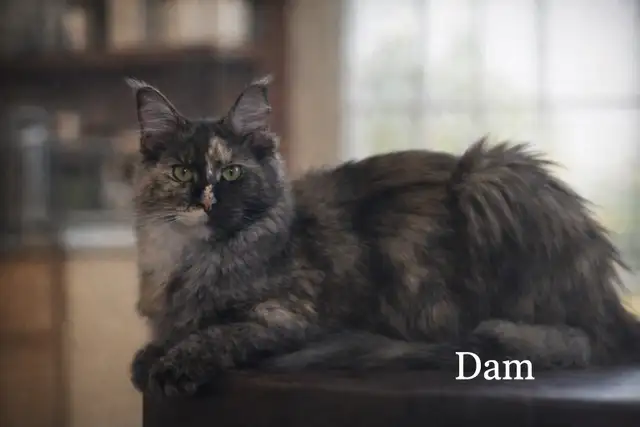 Purebred Maine Coon Kittens Available in Cats & Kittens for Rehoming in Edmonton - Image 6