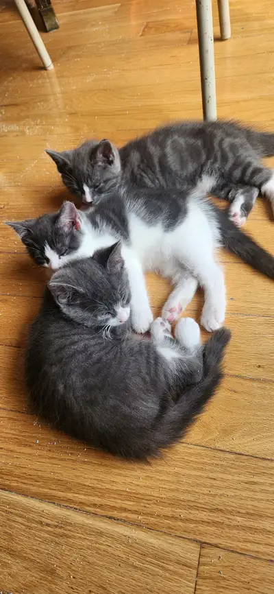 Chatons a vendre, View more