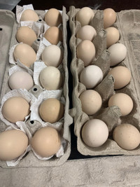  Fertilized silkie eggs 