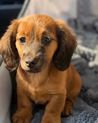 Teckel/dachshund miniature *reste seulement qu’un mâle*, View more