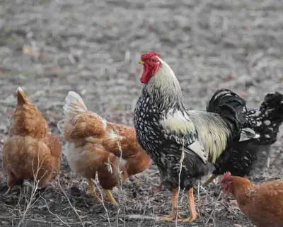 Silver laced Wyandotte/ISA brown chicks. Taking orders now. I should have pure silver laced Wyandott...