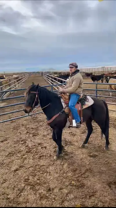 Quarter horse mare, View more