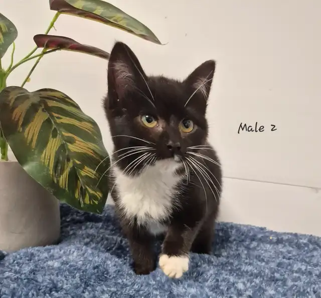 Hypoallergenic Russian Blue Siberian kittens