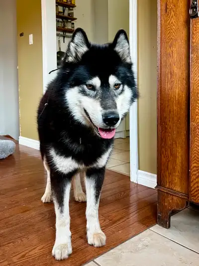 Male Husky/Malamute Mix - Friendly, Well behaved, View more