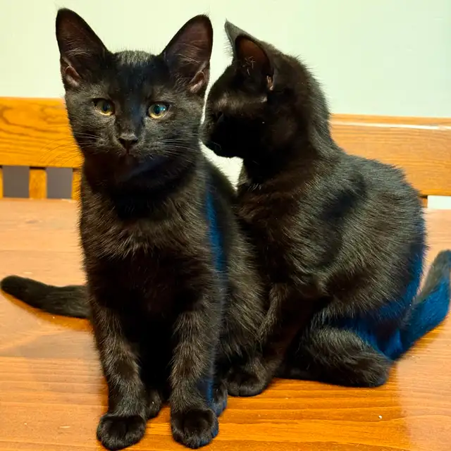 ADORABLES CHATONS À ADOPTER in Cats & Kittens for Rehoming in City of Montréal - Image 2