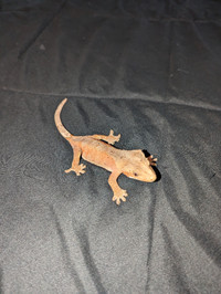 Crested Geckos for Sale