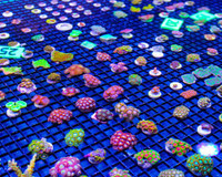 Coral frags zoanthids hammer torches and lots more !