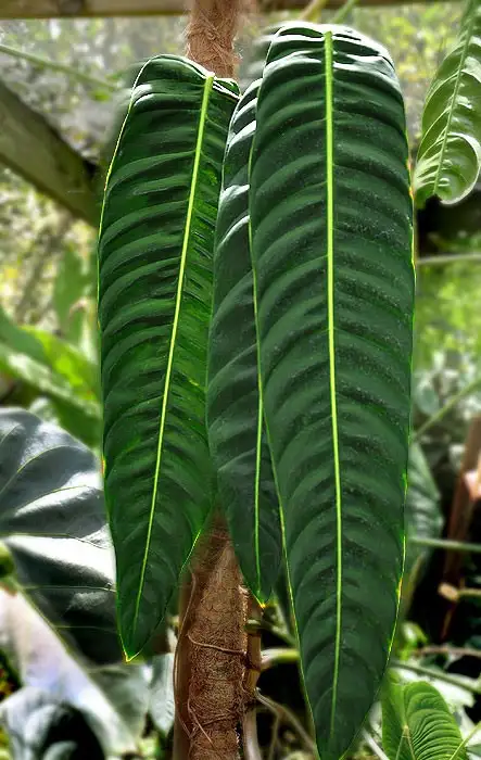 patricia plant in Plants, Fertilizer & Soil in City of Toronto - Image 3
