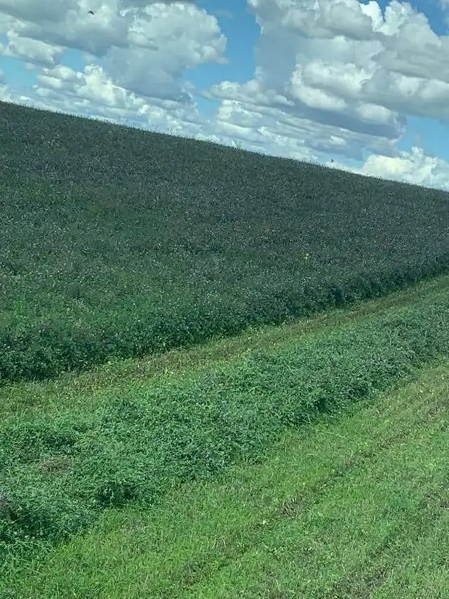 Alfalfa Seed, $4.00/lb, Inoculated in Other in Saskatoon - Image 7