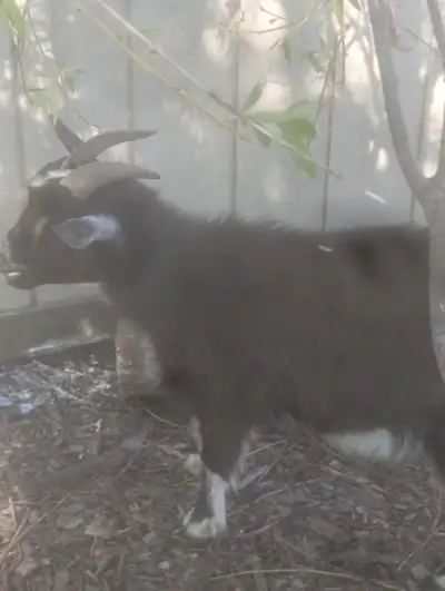 Nigerian Dwarf goats for sale, View more