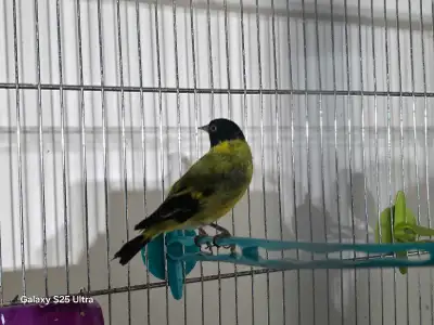 couple tarin magellan cage inclus, View more