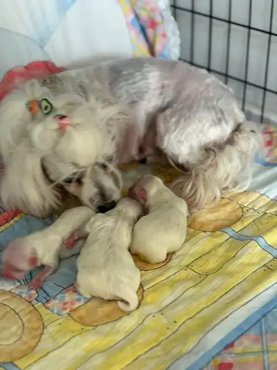 Purebred Maltese puppies, View more