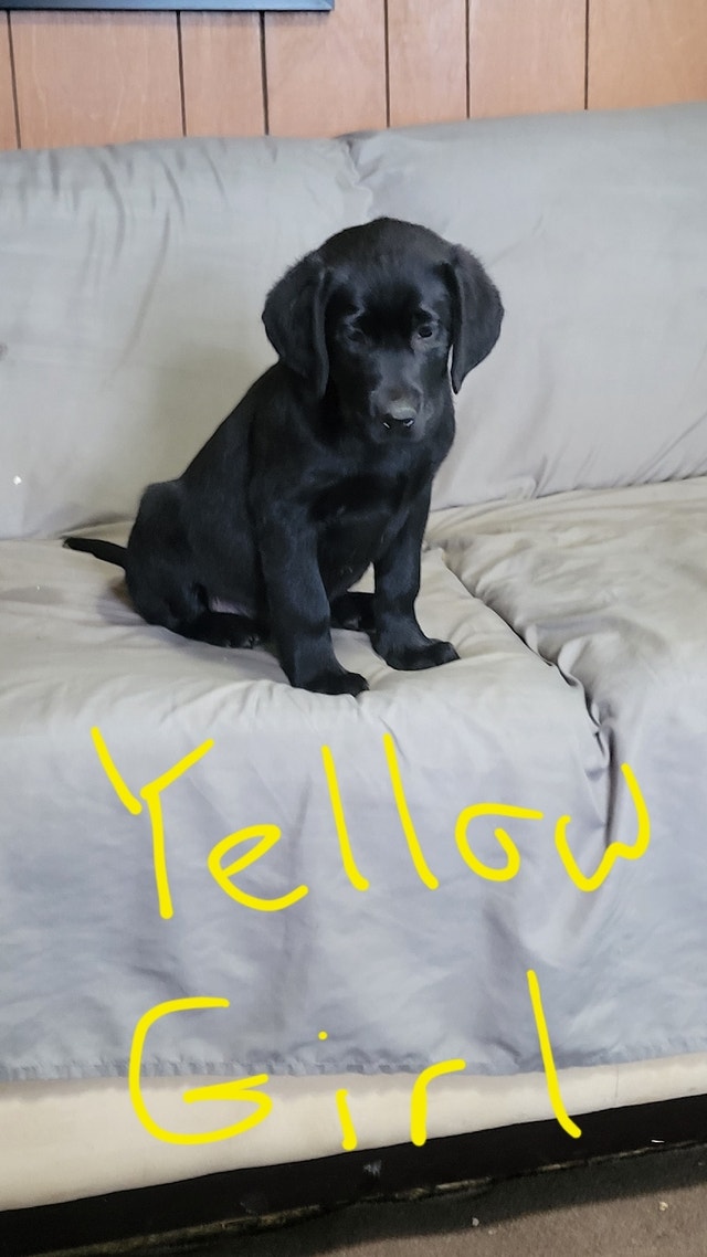 Beautiful Black Lab Puppies For Sale Dogs & Puppies for Rehoming