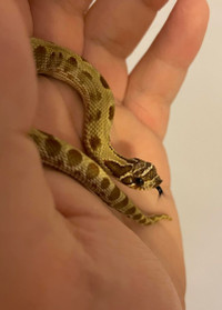 Hognose snake female