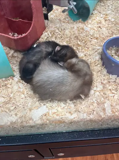 Pers for Sale, View more