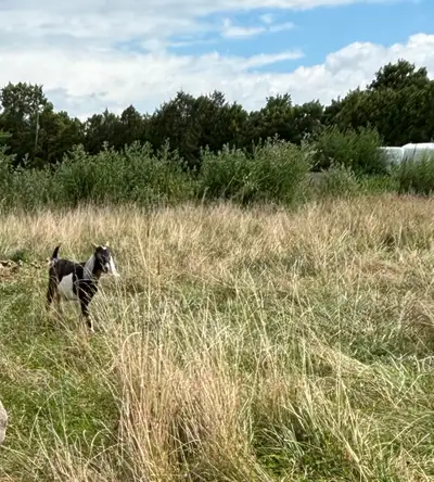 pure Nubian buck, View more