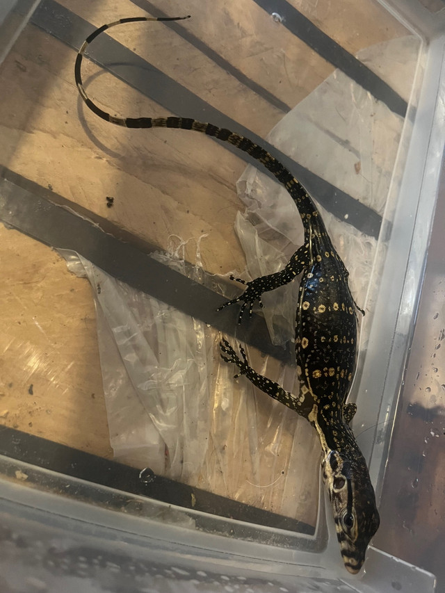 Water monitor in Reptiles & Amphibians for Rehoming in Markham / York Region - Image 3