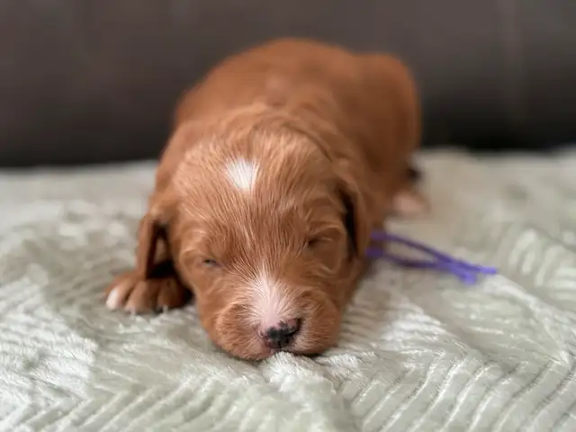 Dark Red Goldendoodles F1b in Dogs & Puppies for Rehoming in Hamilton - Image 10